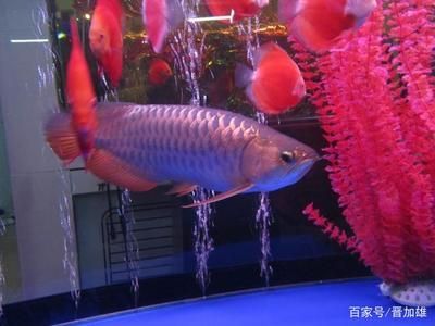 藍(lán)底金龍魚好看嗎值得買嗎：藍(lán)底金龍魚好看嗎？