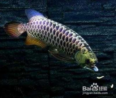 藍(lán)底金龍魚好看嗎值得買嗎：藍(lán)底金龍魚好看嗎？