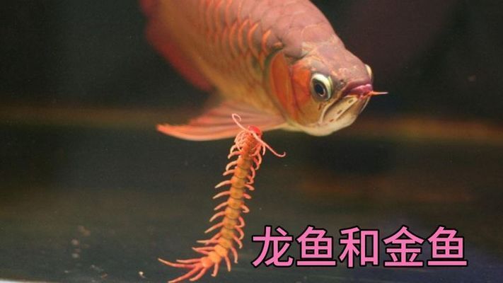 白金龍魚怎么養(yǎng)殖：白金龍魚為什么那么難養(yǎng)？