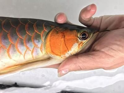 龍魚蒙眼照片高清圖：龍魚蒙眼怎么辦