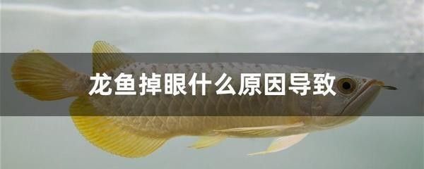 龍魚(yú)老是在缸上面游：為什么龍魚(yú)老是在缸上面游 龍魚(yú)百科