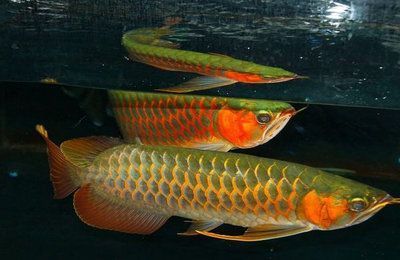 紅龍魚區(qū)分品種示意圖大全：如何區(qū)分紅龍魚？