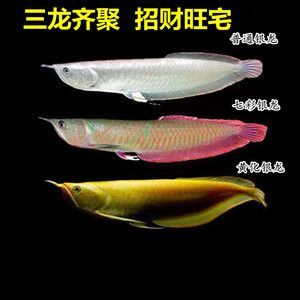 紅龍魚(yú)燒尾多久可以恢復(fù)原狀了：紅龍魚(yú)燒尾恢復(fù)時(shí)間 龍魚(yú)百科