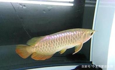 龍魚買回來15天不吃食：龍魚買回來15天不吃食可能是由于多種原因引起的 龍魚百科 第2張