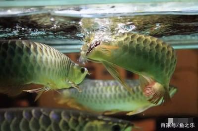 龍魚吃活食：龍魚可以吃活食嗎