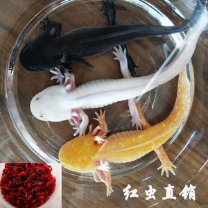 龍魚吃紅蟲可以嗎怎么喂養(yǎng)：龍魚可以喂食紅蟲嗎 龍魚百科 第2張