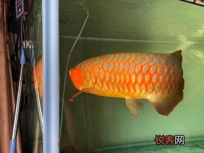 龍魚和什么魚養(yǎng)比較好看：龍魚和什么魚養(yǎng)比較好 龍魚百科 第1張