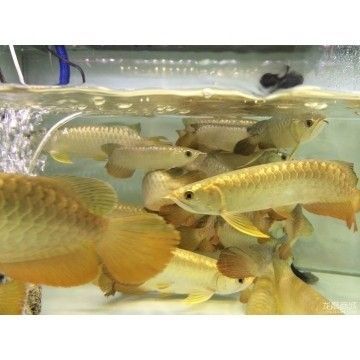 龍魚商城：龍魚商城是一個專業(yè)的觀賞魚水族論壇