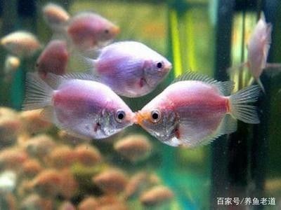 龍魚飼養(yǎng)水溫標(biāo)準多少度：龍魚的飼養(yǎng)水溫標(biāo)準是一個重要的飼養(yǎng)參數(shù)