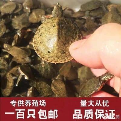 龍魚活飼料：龍魚活飼料的選擇指南 龍魚百科