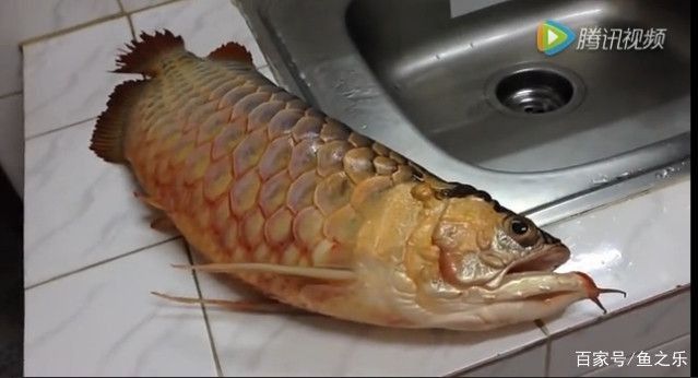 龍魚立鱗會死嗎為什么：龍魚立鱗是否會死及其原因