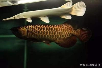 變異的金龍魚品種：被龍魚咬傷怎么辦 龍魚百科 第3張