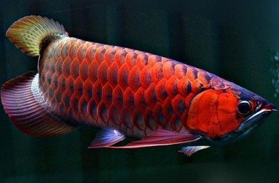 龍魚(yú)和虎魚(yú)一起養(yǎng)的風(fēng)水好嗎：風(fēng)水學(xué)中龍魚(yú)和虎魚(yú)一起養(yǎng)的確具有一定的風(fēng)水意義