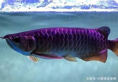 龍魚打架受傷了用什么藥治療：治療龍魚打架受傷的關(guān)鍵在于預(yù)防感染和促進(jìn)傷口愈合 龍魚百科 第2張