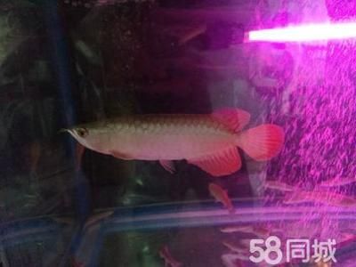 血紅龍和金龍魚：血紅龍與金龍魚的區(qū)別