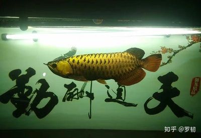 養(yǎng)龍魚需要什么過濾設(shè)備才能養(yǎng)：養(yǎng)龍魚需要哪些過濾器