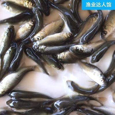 紅龍魚苗好養(yǎng)嗎怎么養(yǎng)：紅龍魚的飼養(yǎng)方法