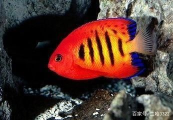 金龍魚七彩神仙魚混養(yǎng)：探討金龍魚與七彩神仙魚混養(yǎng)之前需要了解這兩種魚類的基本特性 龍魚百科