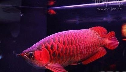 金龍魚值錢還是紅龍魚值錢：金龍魚和紅龍魚哪個更值錢