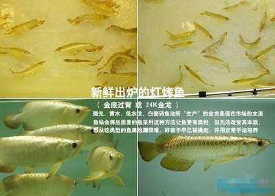 龍魚尾巴長刺狀物有毛怎么辦：龍魚尾巴長出刺狀物并且有毛是怎么回事