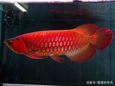 紅尾金龍魚怎么養(yǎng)：紅尾金龍魚的飼養(yǎng)方法