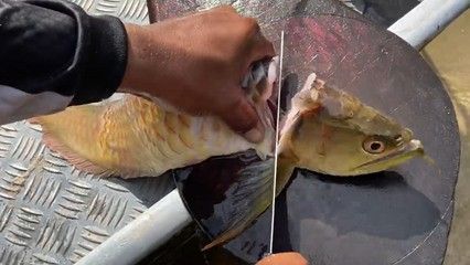 龍魚可以喂什么生肉呢：喂食龍魚生肉時(shí)，需要注意以下幾點(diǎn) 龍魚百科