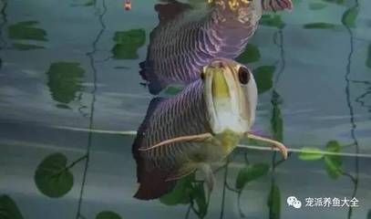 龍魚吃小甲魚會不會有寄生蟲：龍魚吃小甲魚會不會有寄生蟲， 龍魚百科 第3張