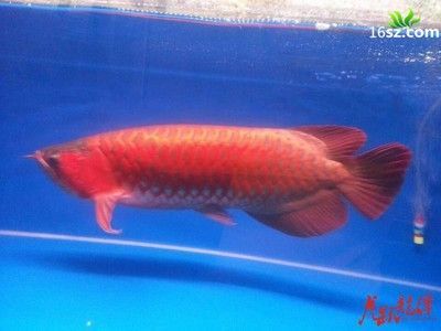 水溫33度對龍魚：水溫33度對龍魚有什么影響？ 龍魚百科 第3張