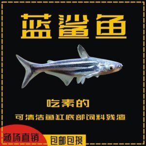 能和龍魚混養(yǎng)的群游魚：群游魚與龍魚混養(yǎng)的優(yōu)勢