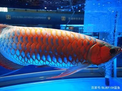 養(yǎng)龍魚用什么過濾器好一點呢：養(yǎng)龍魚時選擇合適的過濾器是非常重要的，一個好的過濾器可以選擇 龍魚百科 第2張