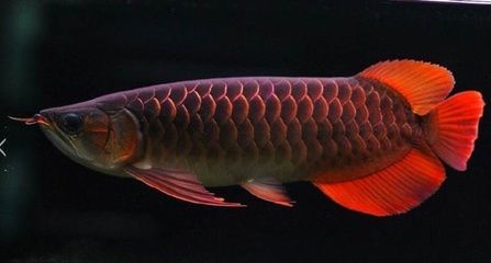 便宜的紅龍魚(yú)品種：世界上比龍魚(yú)還貴的觀賞魚(yú)有哪些？ 龍魚(yú)百科 第2張