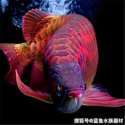 龍魚(yú)怎么變紅：如何讓紅龍魚(yú)變紅