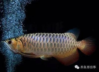 龍魚回家怎么過水：龍魚怎么過水 龍魚百科 第2張