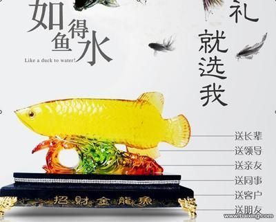 巨大金龍魚：巨大金龍魚在b站上有多個(gè)與金龍魚相關(guān)的視頻內(nèi)容 龍魚百科 第2張