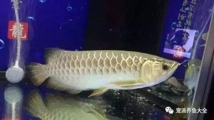 龍魚趴缸,封缸一半：龍魚趴缸,封缸一半,龍魚趴缸是一種常見的現(xiàn)象