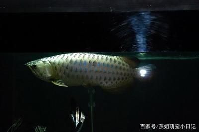 龍魚飼養(yǎng)技術(shù)要點(diǎn)總結(jié)報(bào)告范文怎么寫的：約630字,龍魚飼養(yǎng)技術(shù)要點(diǎn)總結(jié)報(bào)告范文怎么寫的