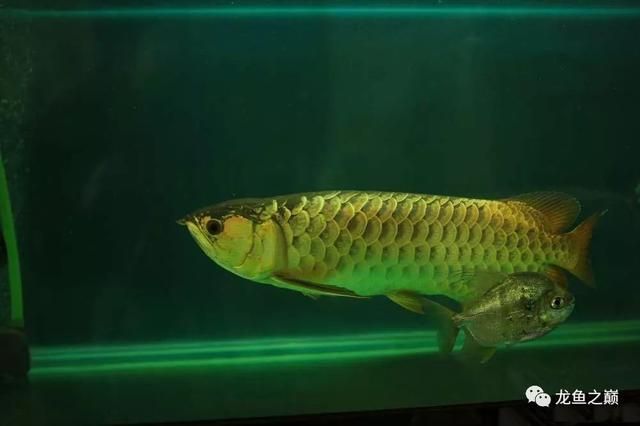 龍魚狀態(tài)不好可以開燈嗎為什么：龍魚狀態(tài)不好時(shí)是否適合開燈