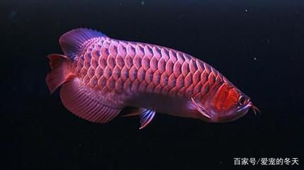 紅龍魚最喜歡吃什么食物：紅龍魚最喜歡吃的食物包括以下幾個類別紅龍魚最喜歡吃