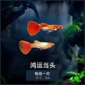 喂龍魚吃的小紅魚怎么養(yǎng)活：喂龍魚吃的小紅魚怎么養(yǎng)活， 龍魚百科