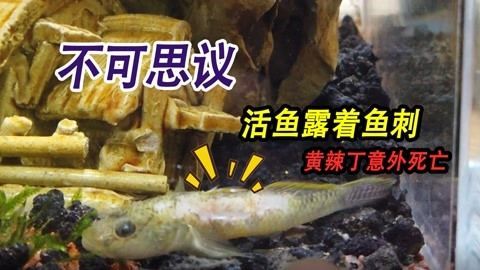 龍魚被咬到角落會(huì)死嗎：龍魚被咬到角落會(huì)導(dǎo)致死亡嗎，龍魚被咬到角落會(huì)死嗎