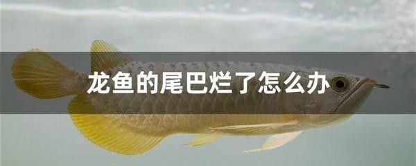 龍魚尾巴有點(diǎn)爛了怎么辦_：龍魚尾巴爛掉怎么辦 龍魚百科