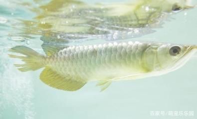 養(yǎng)龍魚的水多久換一次：養(yǎng)龍魚的水的更換頻率并沒有一個(gè)固定的答案，因?yàn)槿Q于多種因素 龍魚百科 第3張