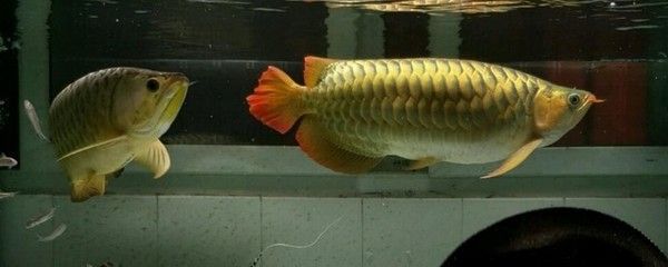 龍魚(yú)吃泥鰍有什么好處嗎：龍魚(yú)吃泥鰍有什么好處？ 龍魚(yú)百科