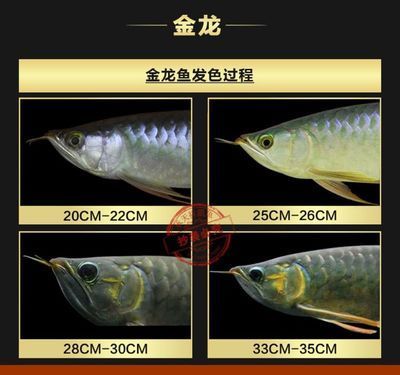 龍魚治療溫度33可以嗎：龍魚治療溫度33度可行嗎？