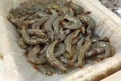 龍魚抗生素藥有哪些品種：龍魚抗生素藥的使用方法 龍魚百科