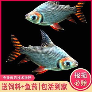 龍魚最好的配魚方式：混養(yǎng)龍魚時需要注意這幾點(diǎn)，適合與龍魚混養(yǎng)的魚類和注意事項(xiàng) 龍魚百科 第2張