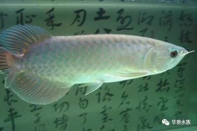 白條魚喂龍魚好嗎：白色龍魚的種類及種類介紹