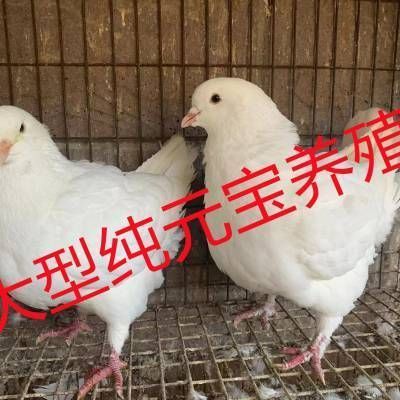 鸚鵡魚銀龍魚接二連三的死是什么原因：購買龍魚苗的途徑