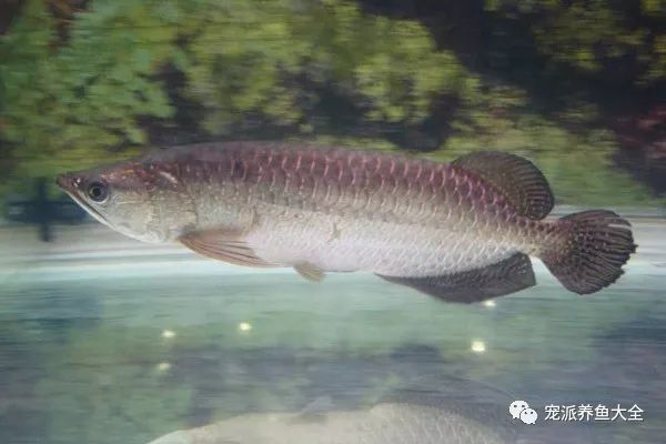 金龍魚尾巴兩種顏色區(qū)別大嗎：金龍魚尾巴顏色的變化不一定代表品種之間的巨大差異