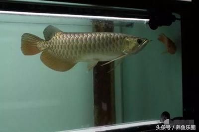 龍魚1個月不吃東西：龍魚1個月不吃東西可能是由于多種原因引起的 龍魚百科 第3張